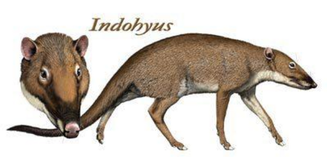 File:Indo.png