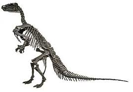 iguanodon skeleton