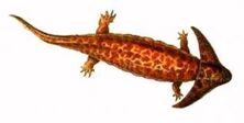 Diplocaulus1139525339