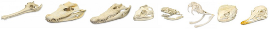 Diapsida