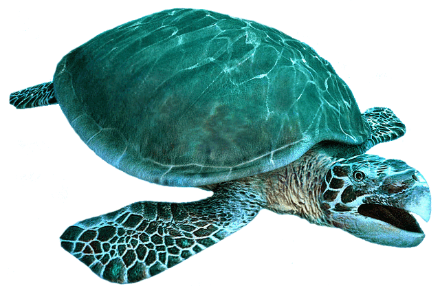 File:Archelon.gif
