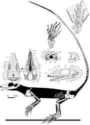 Milleropsis pricei skeleton