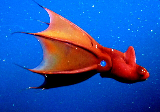 File:Vampire Squid.jpg