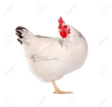 Chicken