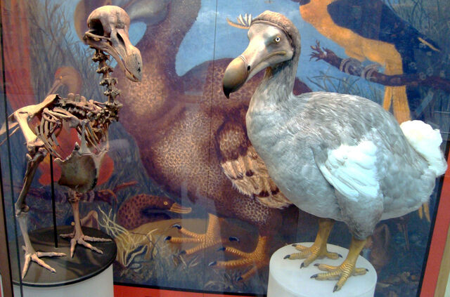 File:Dodo.jpg