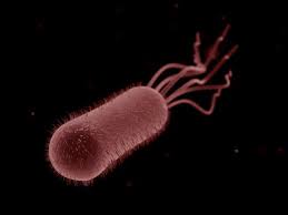 File:E coli diving.jpg