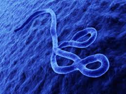 File:Ebola new neew.jpg