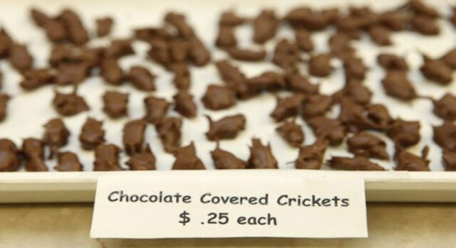 File:Chocolate covered cricket.jpg