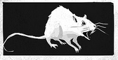 White Rat Friend