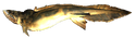 Fish render