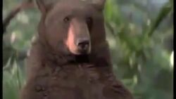 Baloojunglebookadult