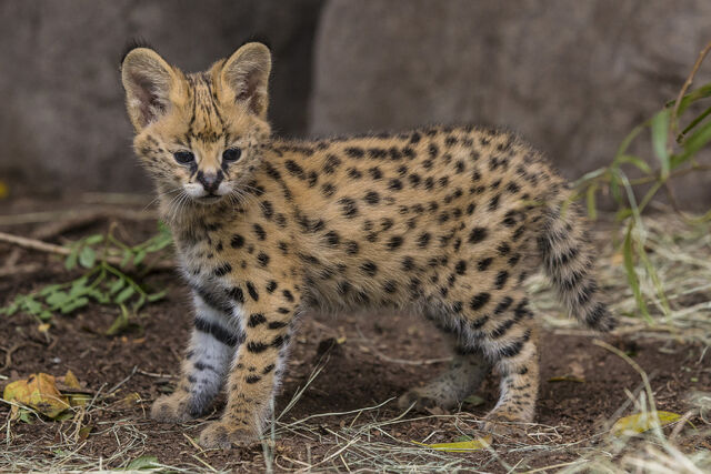File:Serval-kitten.jpg
