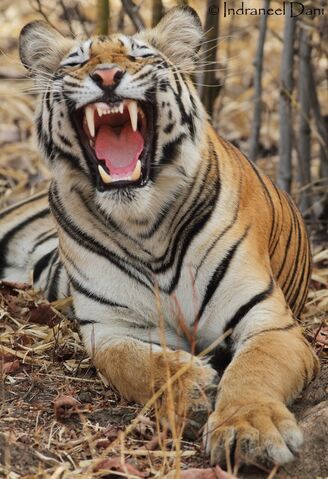 File:Tigerfan45laughing.jpg