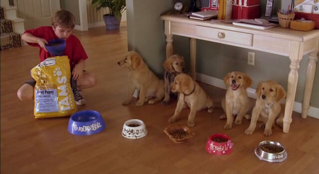 File:Air-buddies-disneyscreencaps.com-74.jpg