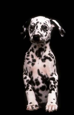 File:Dalmatian-Puppies-1996-4.jpg