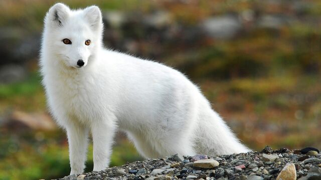 File:Fox-white-fox-art-animals-884798.jpeg