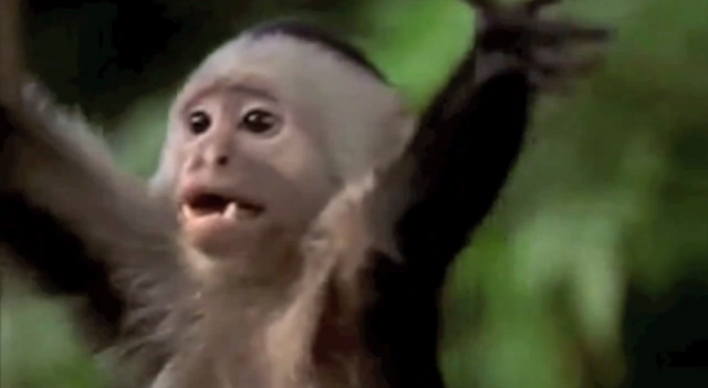 File:Littlemonkey.png