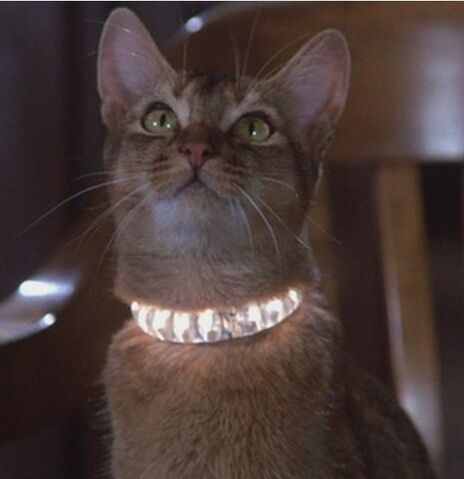 File:Jake the Cat.jpg