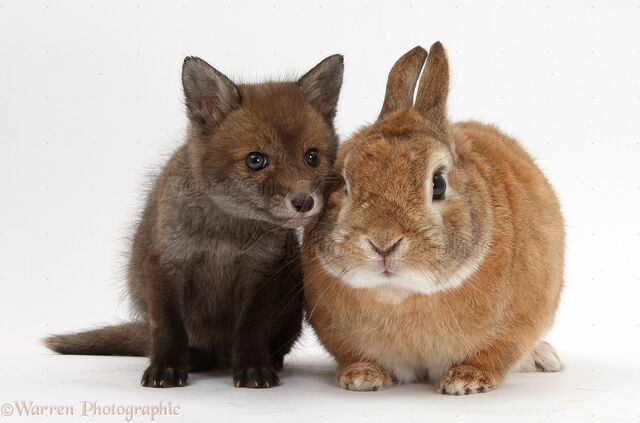 File:35592-Red-Fox-cub-and-rabbit-white-background.jpeg