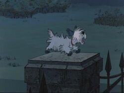 Scottie