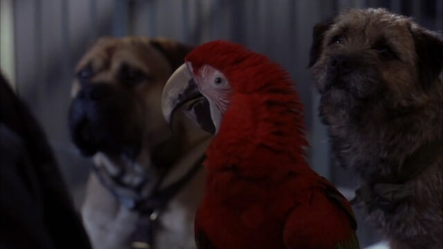 File:102-dalmatians-disneyscreencaps com-7316.jpg