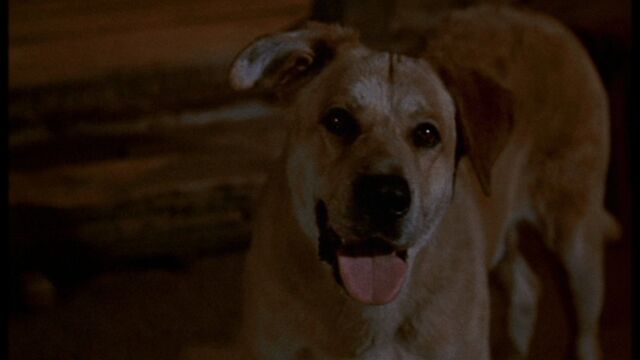 File:Old Yeller pic. 11.jpg