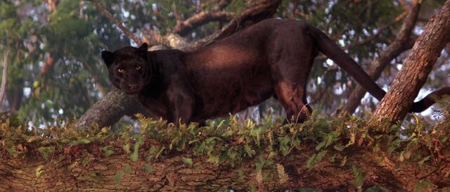 File:Real Bagheera.jpg