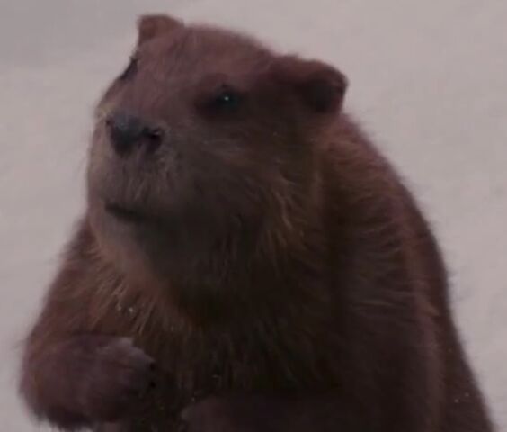 File:MrBeaver.jpeg