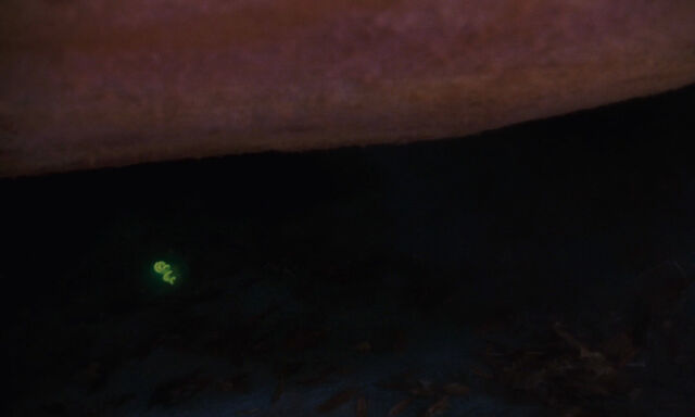 File:James-giant-peach-disneyscreencaps com-2147.jpg