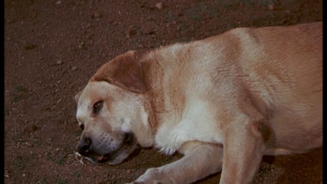 File:Old Yeller pic. 8.jpg