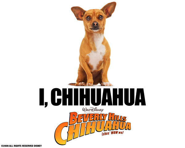 File:Papi-beverly-hills-chihuahua-movie-16728588-1280-1024.jpg