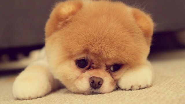 File:Doge.jpg