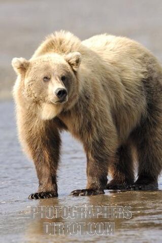 File:Grizzly Bear.jpg