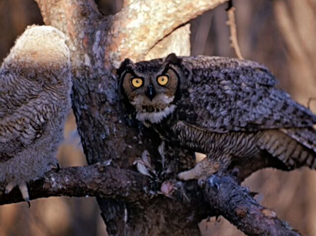 File:Tumblr noskufqp6y1qhcrb0o1 1280.jpg