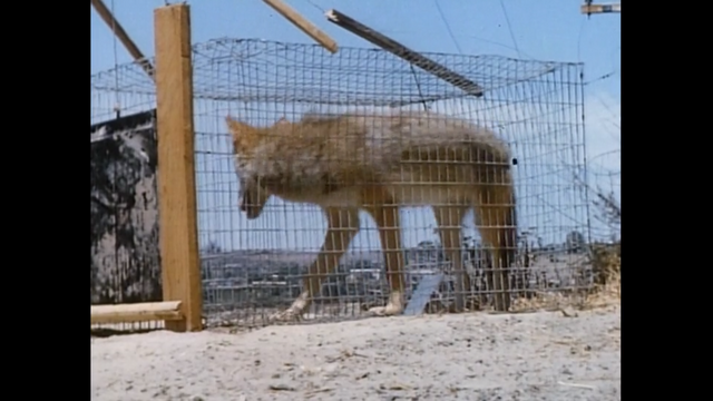File:A coyote in a cage.png
