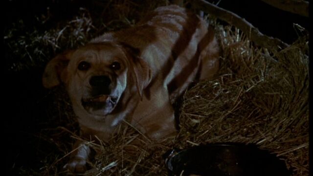 File:Old Yeller pic. 35.jpg