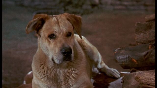 File:Old Yeller pic. 15.jpg