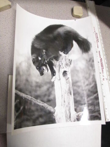 File:Minado the wolverine.jpg