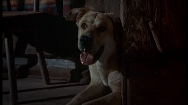 File:Old Yeller pic. 18.jpg