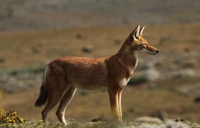 File:Ethiopian Wolf.jpg