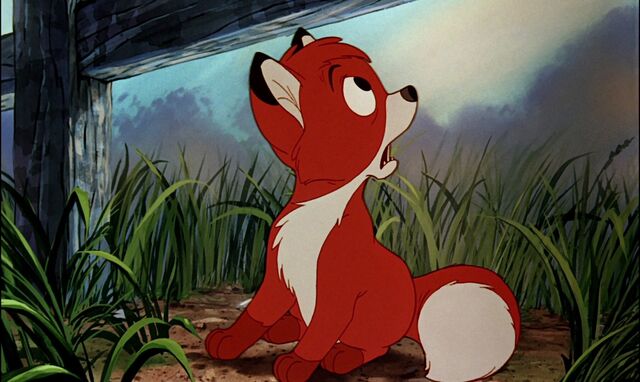 File:Baby Fox.jpg
