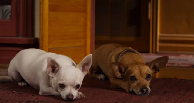 File:Beverly-hills-chihuahua-2-212427l.jpg
