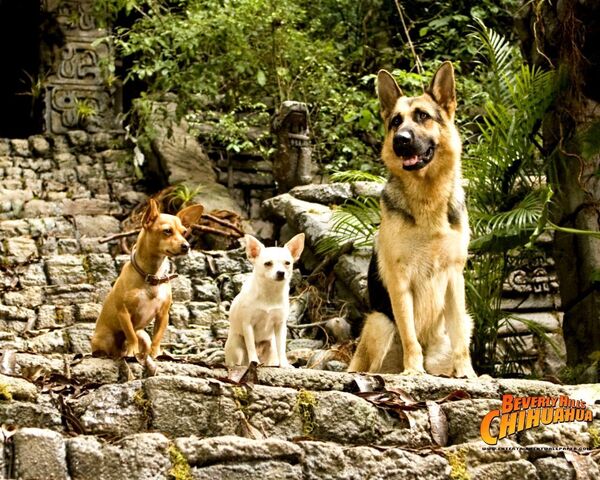 File:Chloe-Papi-and-Delgado-beverly-hills-chihuahua-movies-and-tv-shows-28230824-1280-1024.jpg