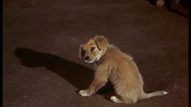 File:Young Yeller - Puppy.jpg