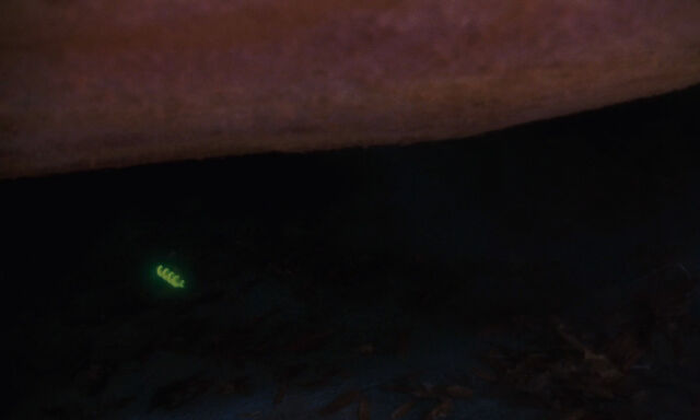 File:James-giant-peach-disneyscreencaps com-2145.jpg