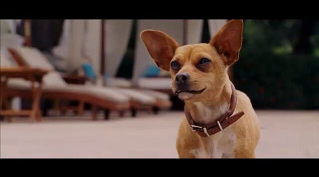File:EGtodHh1MTI= o beverly-hills-chihuahua-2008---full-movie---part-310.jpg