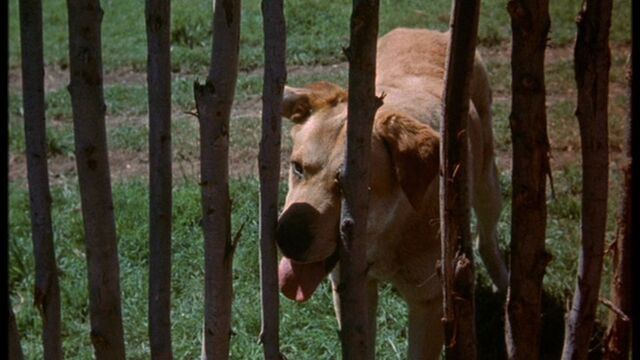 File:Old Yeller pic. 24.jpg