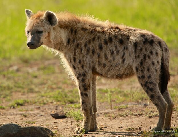 File:Spotted-hyena-standing214.jpg