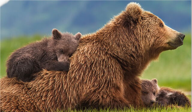 File:Bears1.jpg