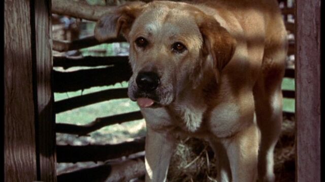 File:Old Yeller pic. 34.jpg